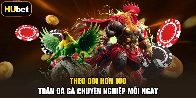Theo dõi hơn 100 trận đá gà chuyên nghiệp mỗi ngày